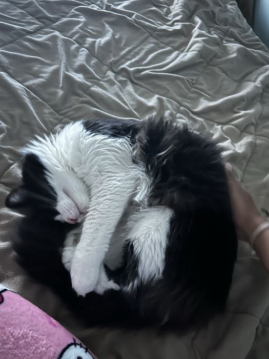 Adoção-Gatinho Europeu Macho