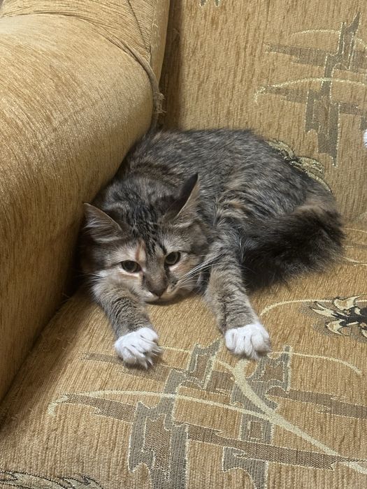 Безкоштовно Віддам кішку в добрі руки