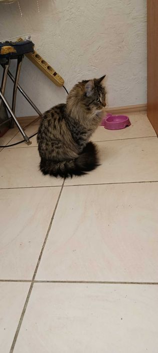 Красивые котята)