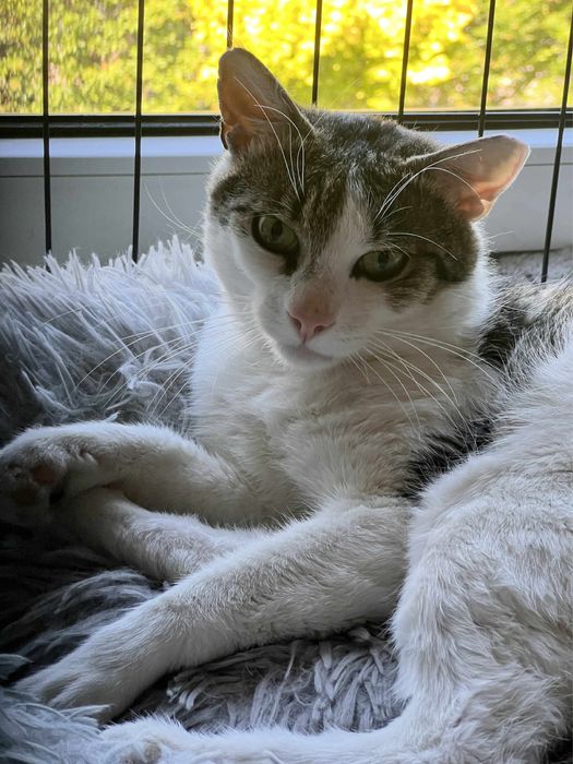 Towarzyski kotek szuka domu