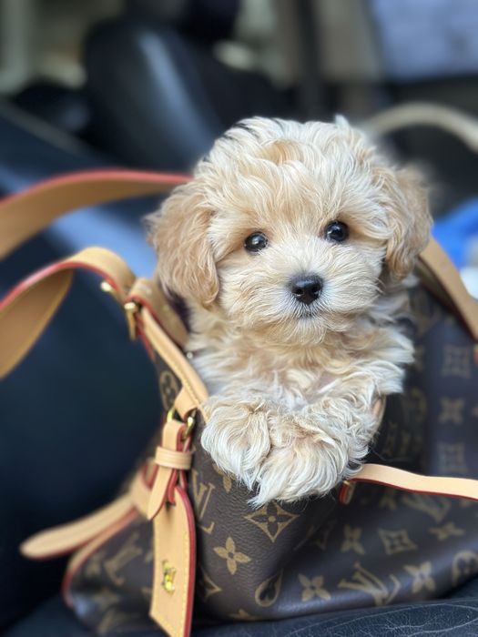 Super mini vip class