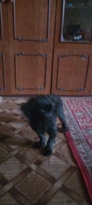 Отдам собаку переводом кокер спаниель с пикинесом