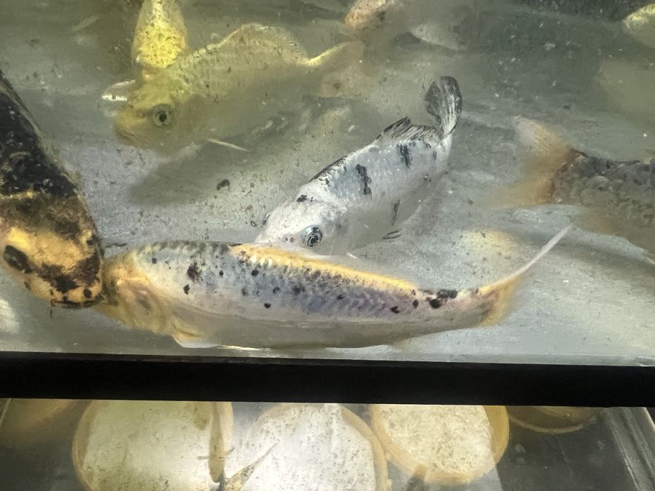 Karp koi - ryba do oczek wodnych - 15 -20cm