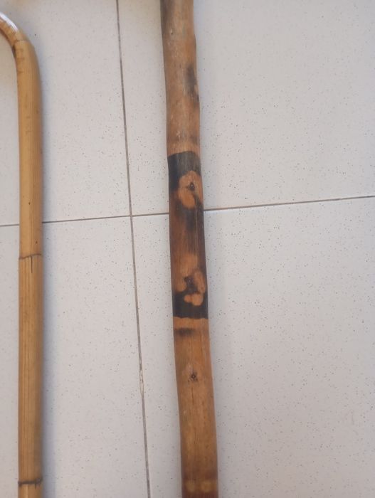 Bengalas  madeira exotica