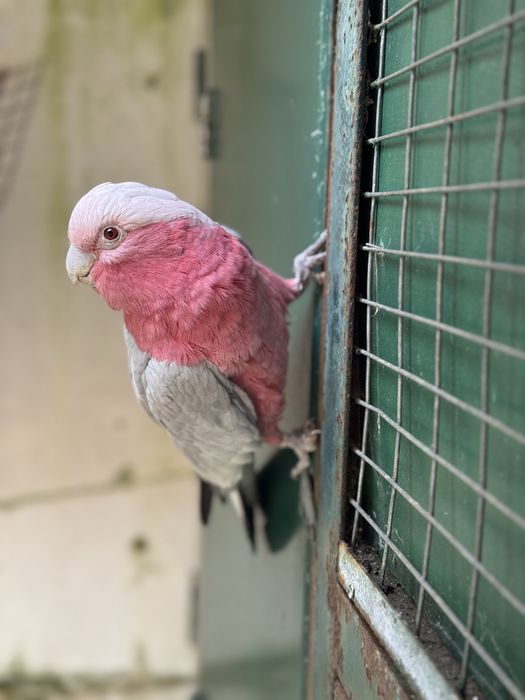 VENDO CASAL ADULTO CATATUAS GALAH