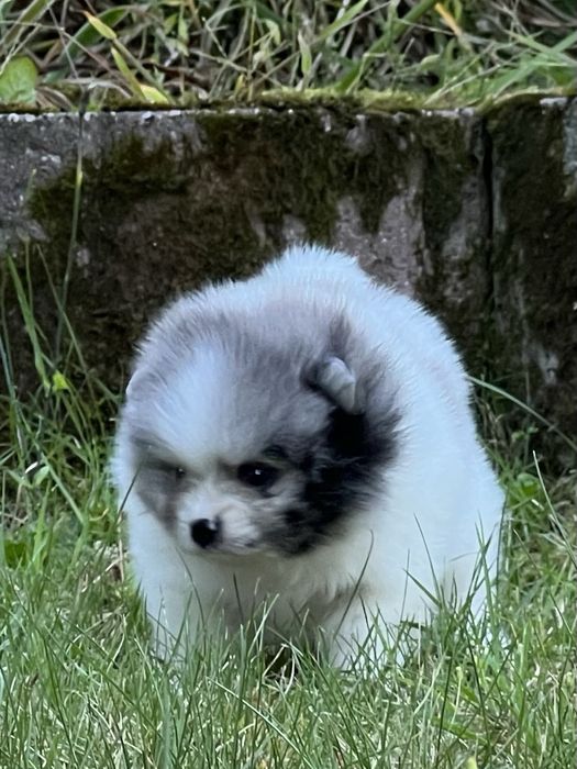 Bardzo piękny szpic pomeranian w rzadkim umaszczeniu biało-niebieski marmurek.