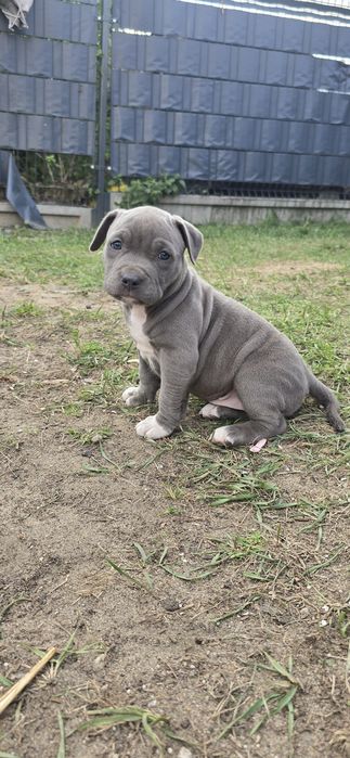 Szczeniak American Stafford Terrier