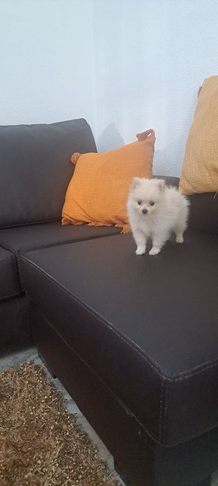Lulu da Pomerânia fêmea