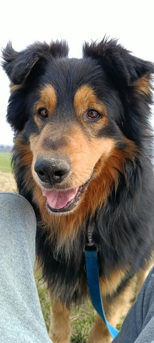 Brutus szuka domu