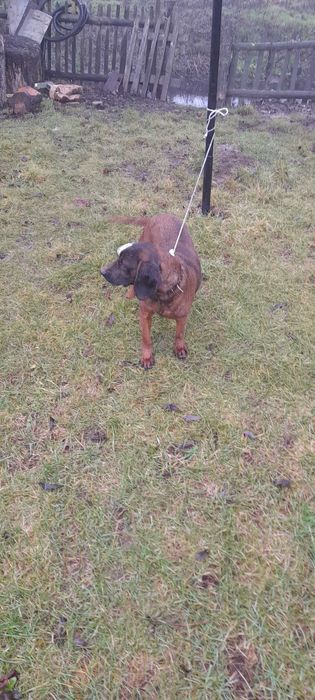 Продам Баварська Горна гонча 2. 5 років