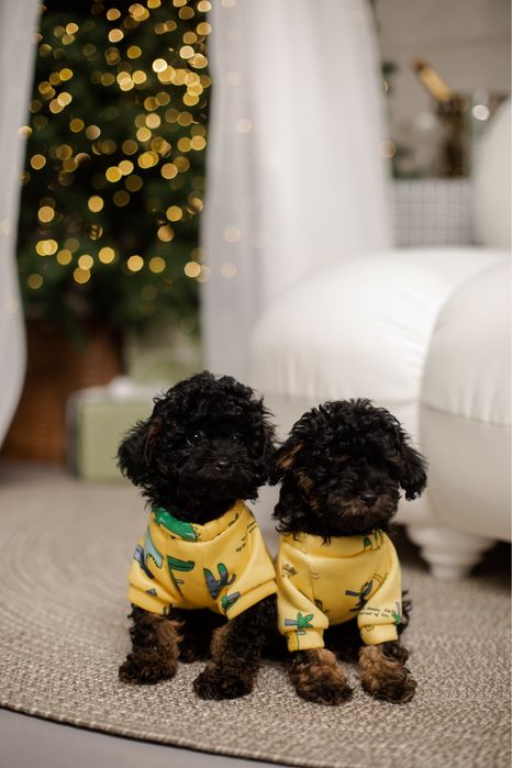 Той пудель фантом