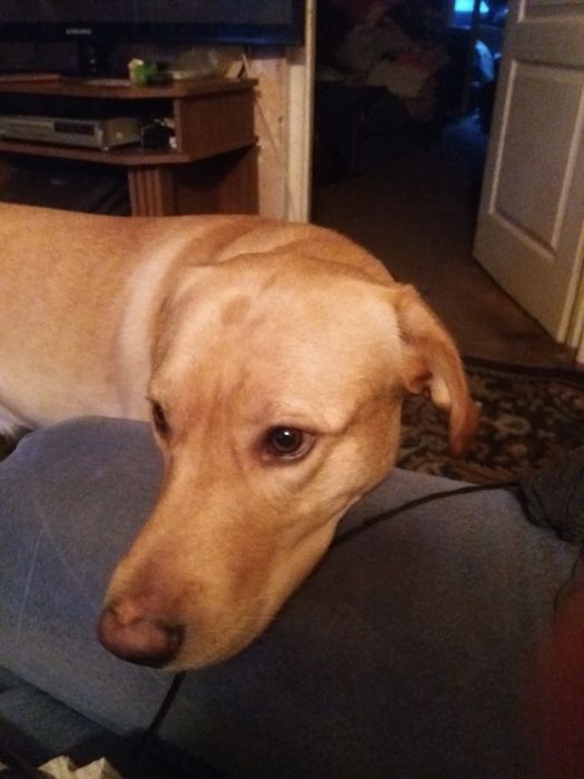 Лабрадор вязка 2 года