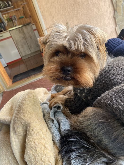 Перетримка тварин. Гарні умови. Любим і котиків і собак)