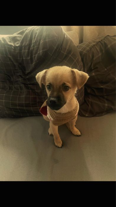 Za darmo piesek szczeniak  kundelek.