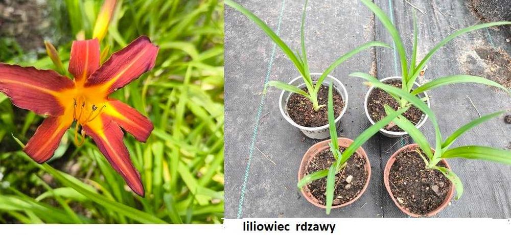 Przywrotnik, kopytnik, miodunka, jasnota plamista, berberys