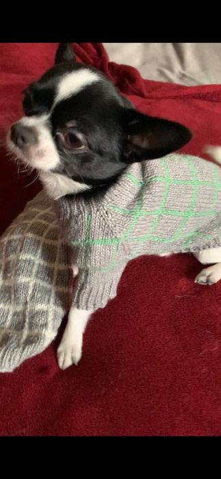 Одежда для собак, котов. Стильный вязаный свитер в клеточку для чихуах