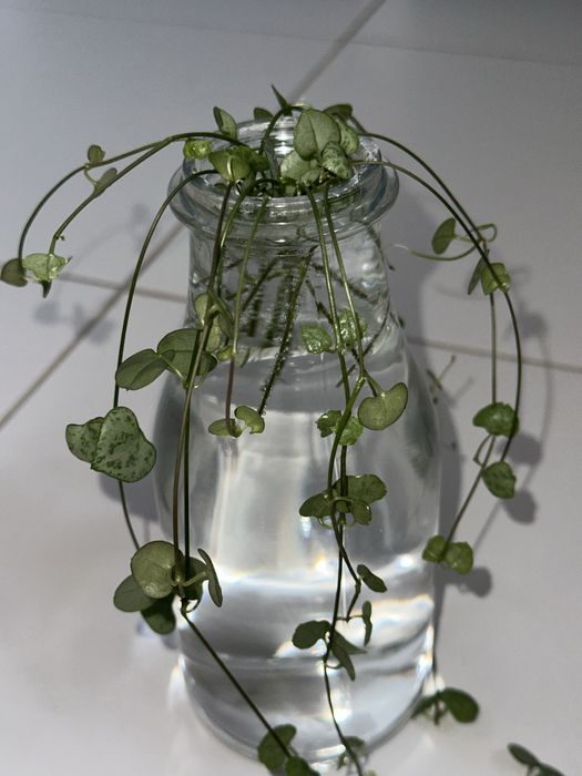 Ceropegia Woodii szczepki