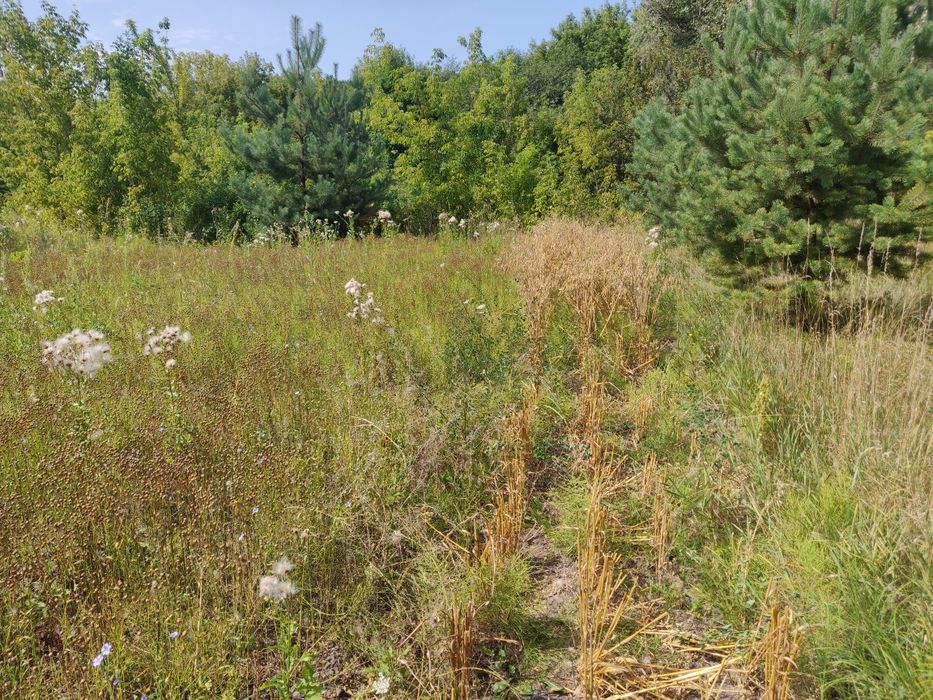 Овёс без химии собранный в ручную. Самое то для здорового образа жизни