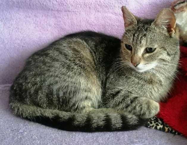 Młodziutka kotka do adopcji