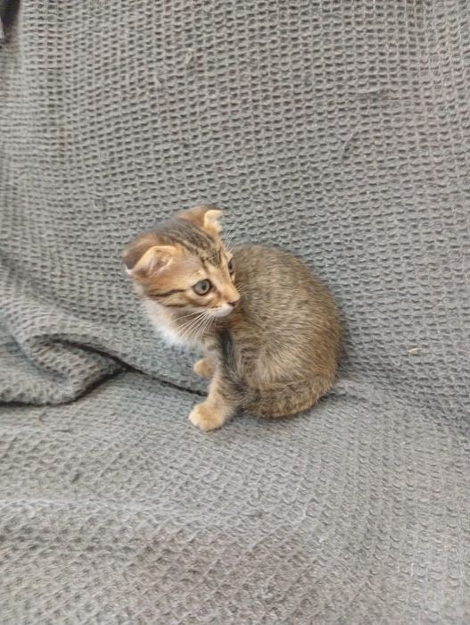 Gatinho Scottish Fold