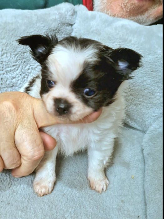 Amigo chihuahua długowłosy