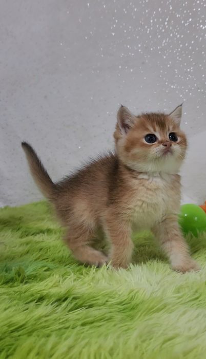 Шотландська золота шиншила