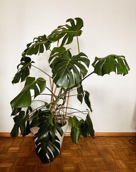 Monstera 110 cm