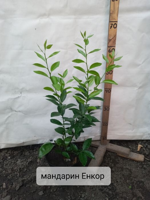 Мандарини, клементини, апельсини та інше