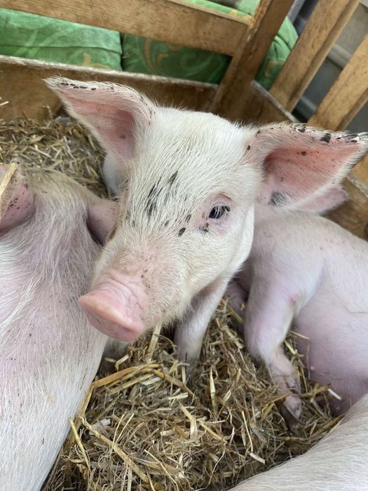 Продам поросята на тримання