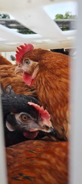 Kury Nioski młode z pierwszym jajkiem.Rosa Messa Leghorn Dominant.