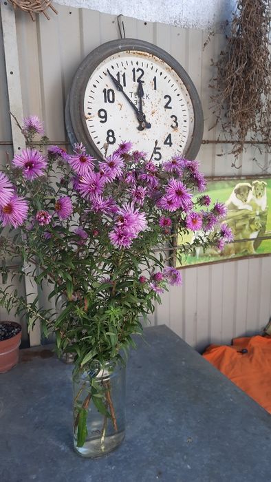 Продам айстра новобельгійську(мороз),, багаторічна висока