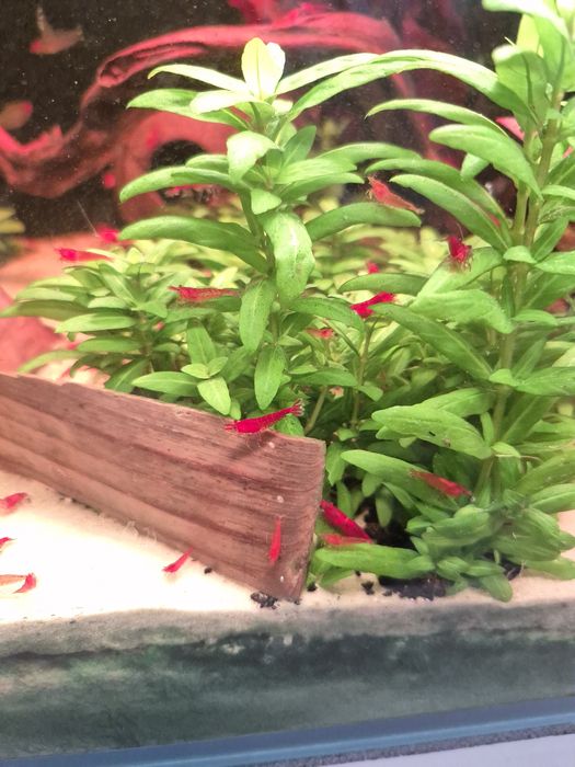 Krewetki bloody mary