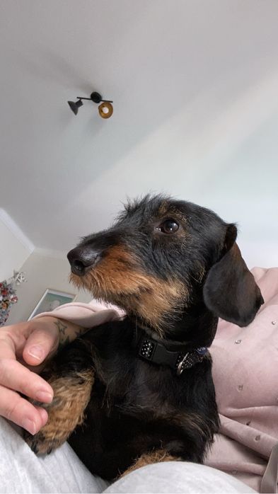 Pet sitter/ cuidadora de animais