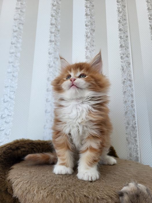 Мейн-кун кошенята, котята