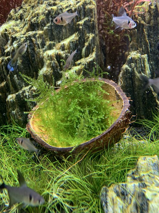 Mech jawajski jawa moss duża porcja