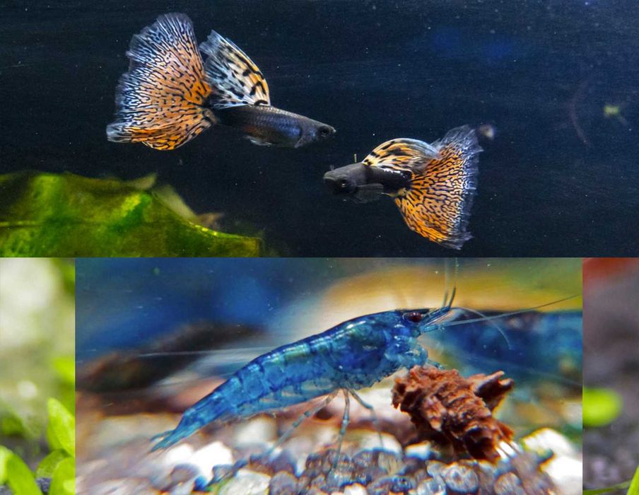 Zamiast Bojownika idealny kolorowy zestaw do nano 20l Red Nebula/Blue