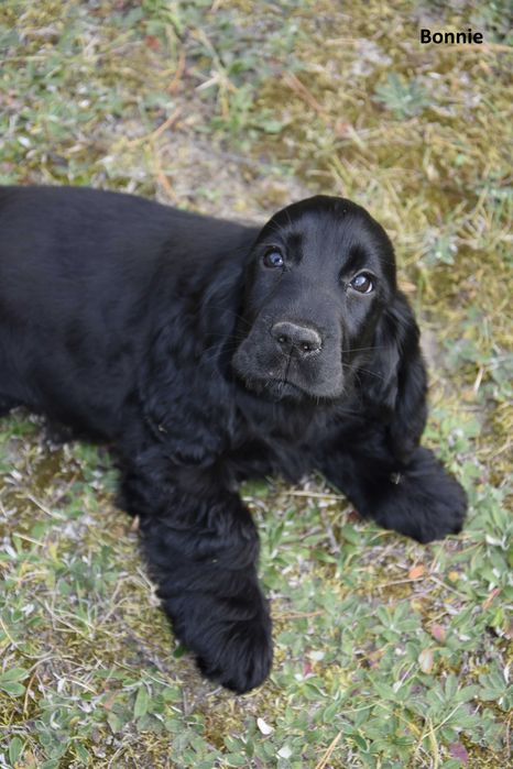 suczka  cocker spaniel angielski ZKwP