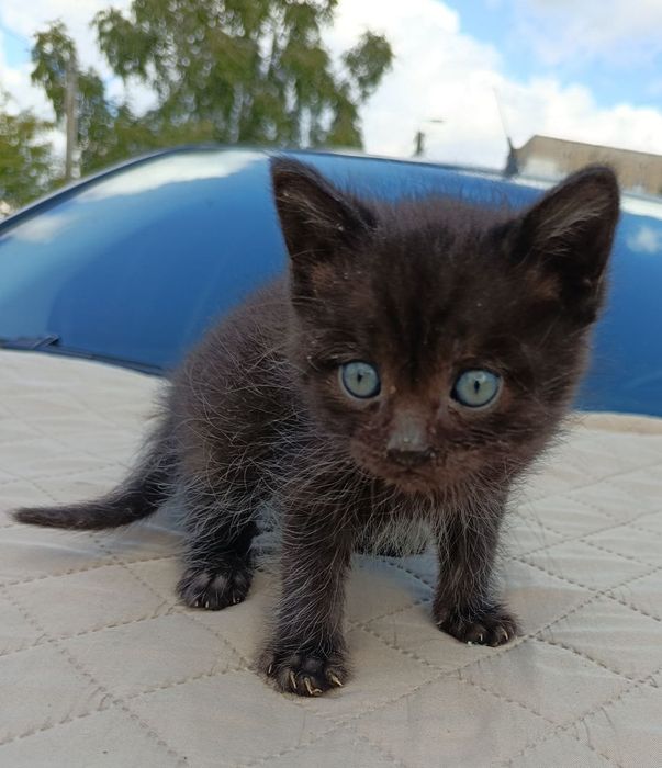 Котята в добрые руки!