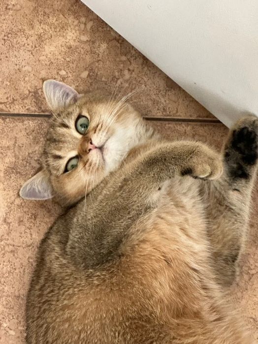 Кошенята британська золота шиншила