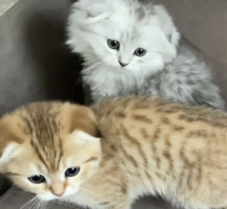 Вислоухие и прямоухие шотландские котята, девочки и мальчик