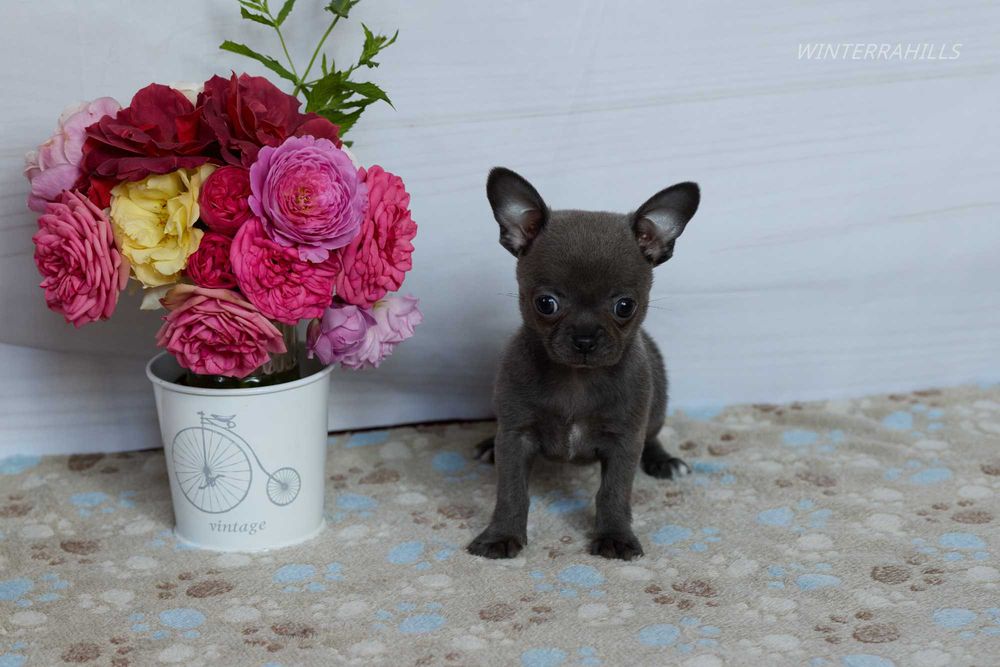 Blue smoothcoat female Chihuahua ~ Чіхуахуа КСУ
