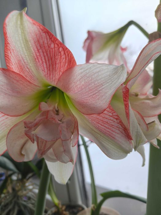 Гіпеаструм/Амариліс