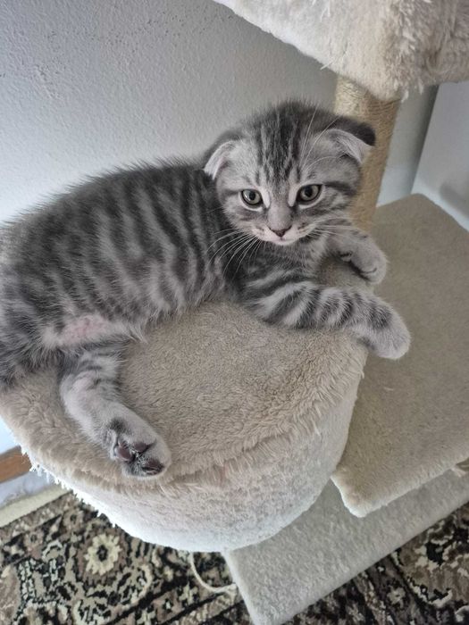 Gatinho Scotish Fold