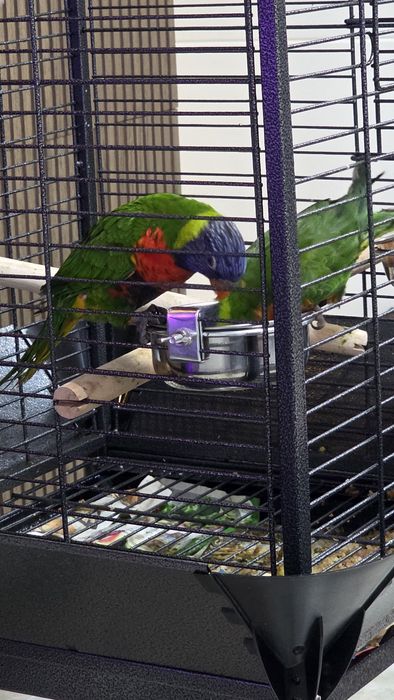 Casal de loris malucano