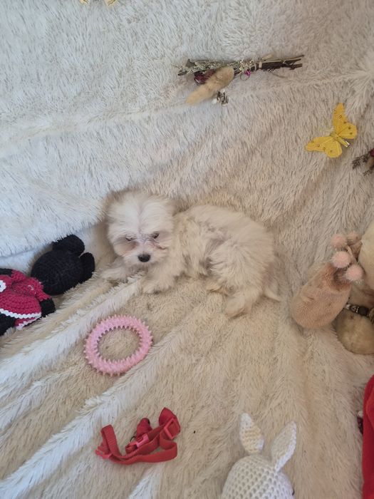 Bichon Maltês Fêmea Criadora Registada PT3088FL