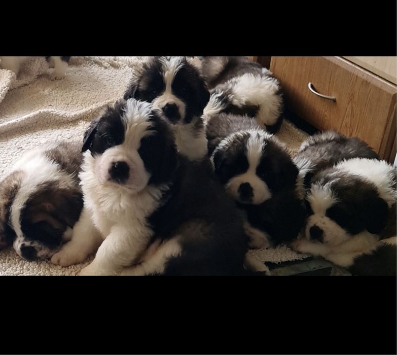 Цуценя сенбернар 8 цуциків