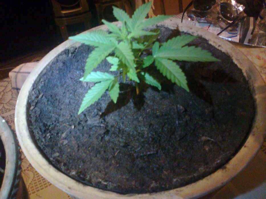 10g Trainwreck Susz Roślinny cbt cbl cbc Raj Haj z Kalifornii! Działa!