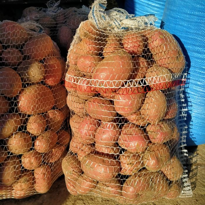 Ekologiczne ziemniaki Ricardo z certyfikatem