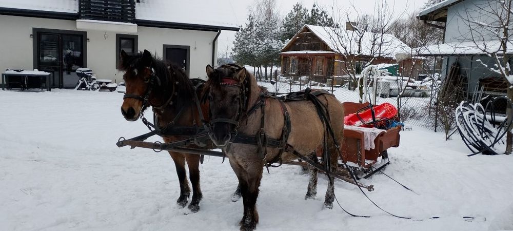 Sprzedam klacz Konik Polski