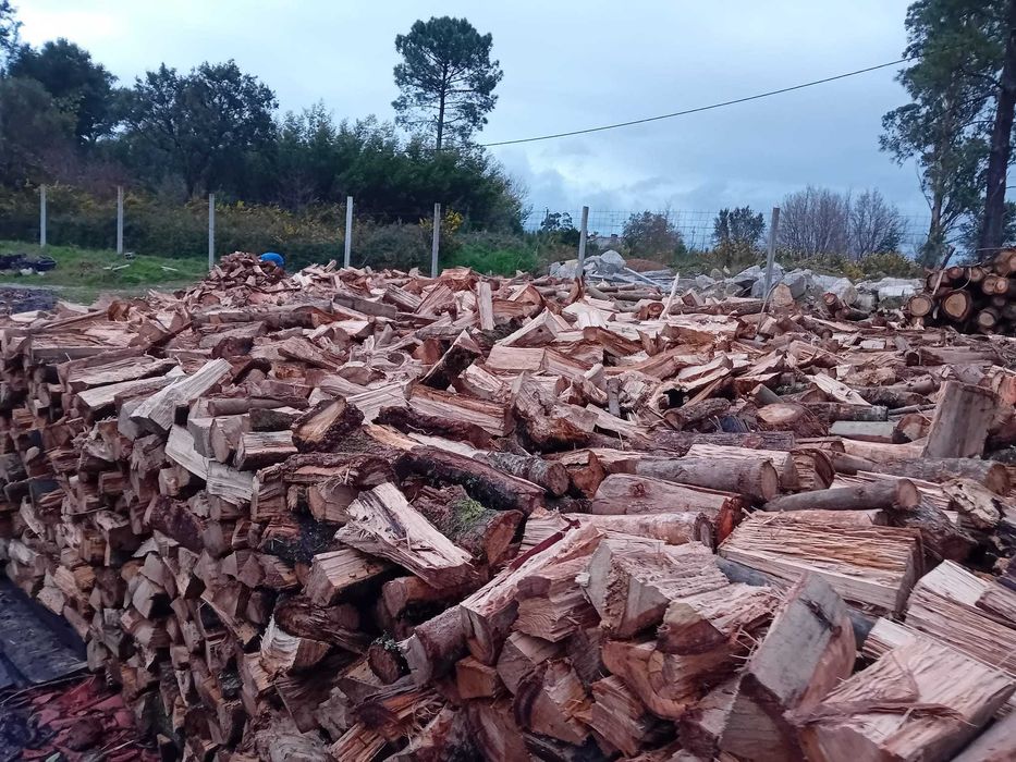 Lenha de eucalipto seca